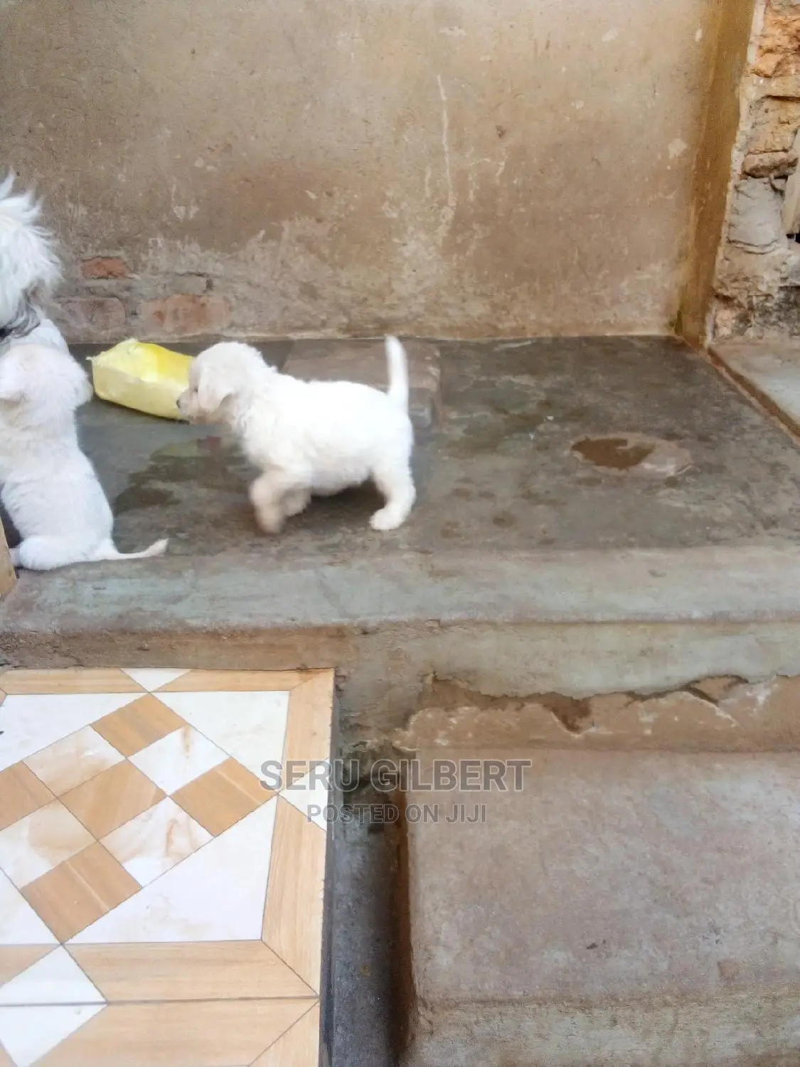 1-3 months Male Purebred Maltese