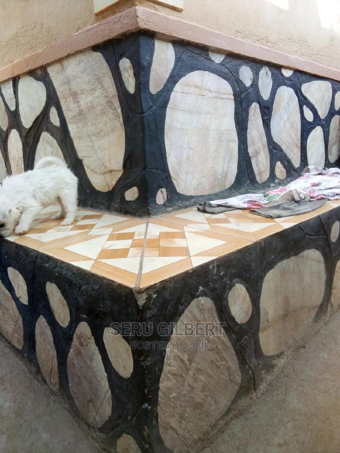 0-1 month Male Purebred Maltese