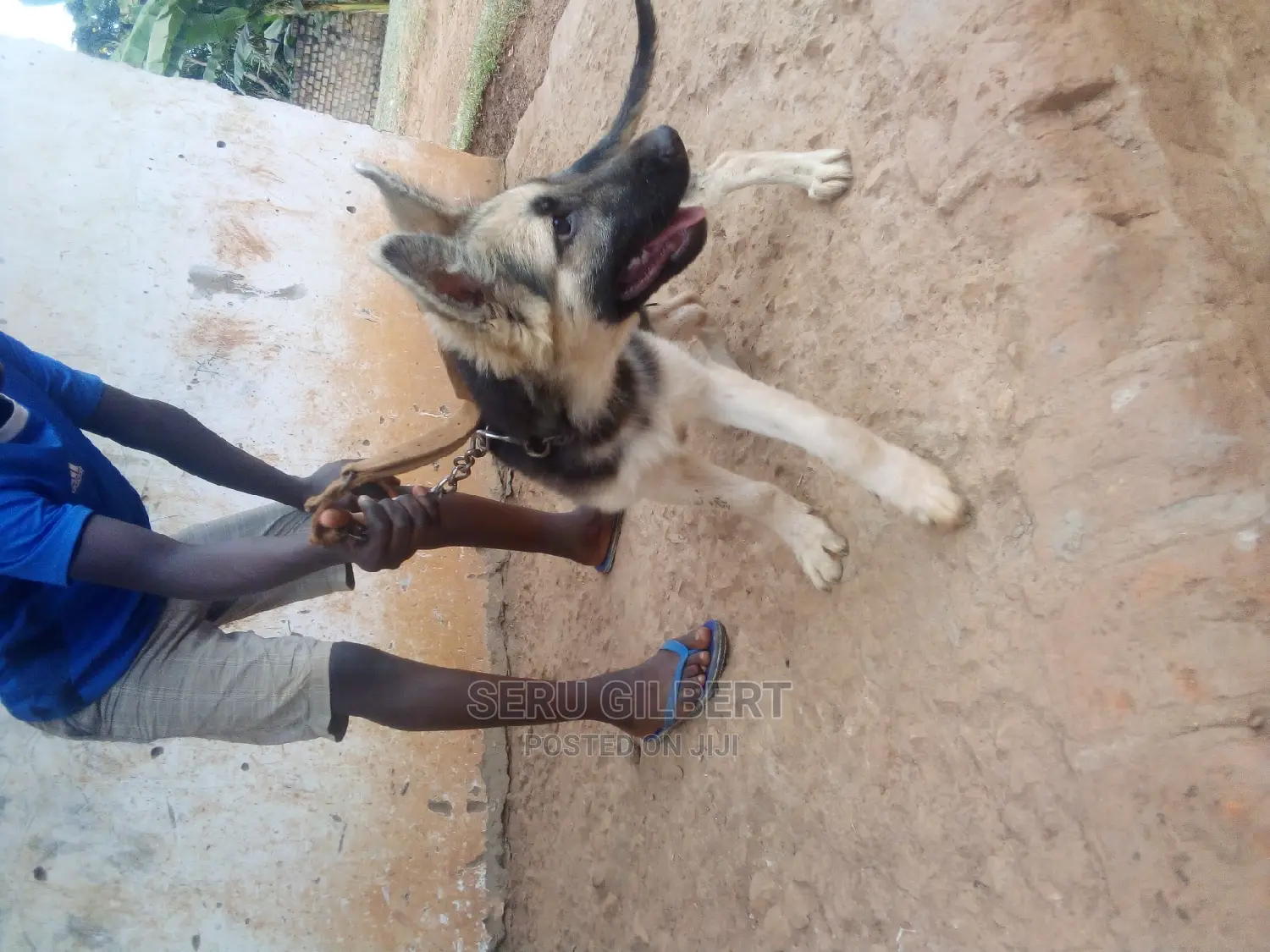 3-6 months Male Purebred German Shepherd