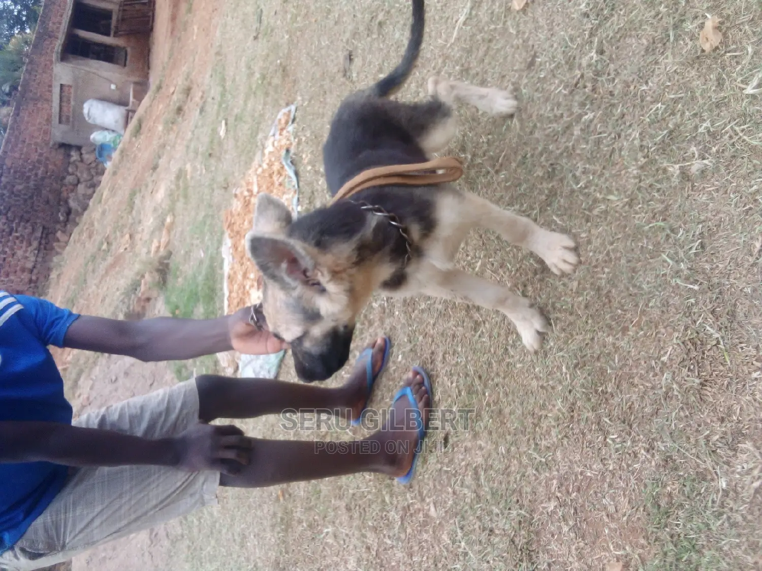 3-6 months Male Purebred German Shepherd
