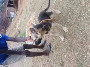 3-6 months Male Purebred German Shepherd