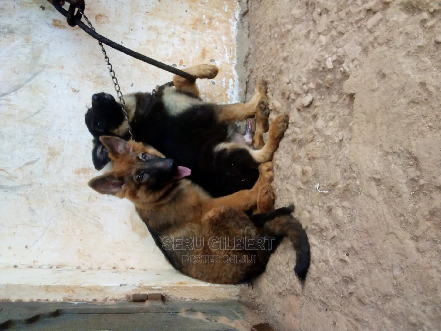 3-6 months Male Purebred German Shepherd