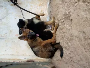 3-6 months Male Purebred German Shepherd