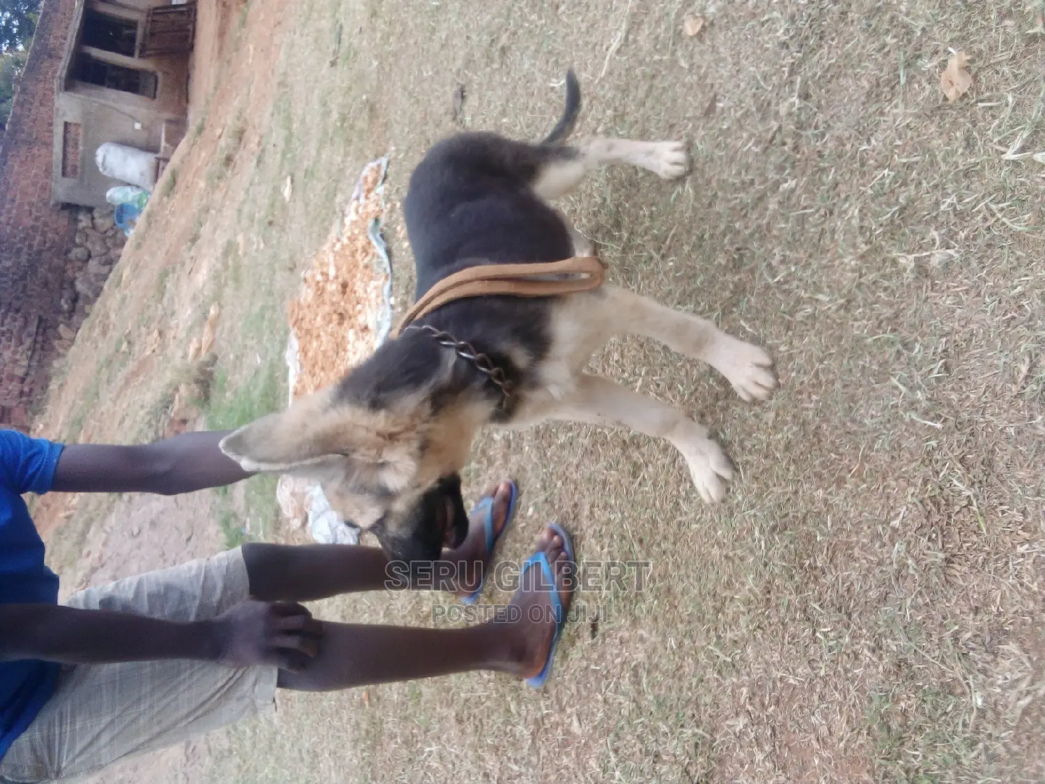 0-1 month Male Purebred German Shepherd