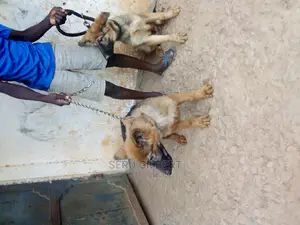 0-1 month Male Purebred German Shepherd