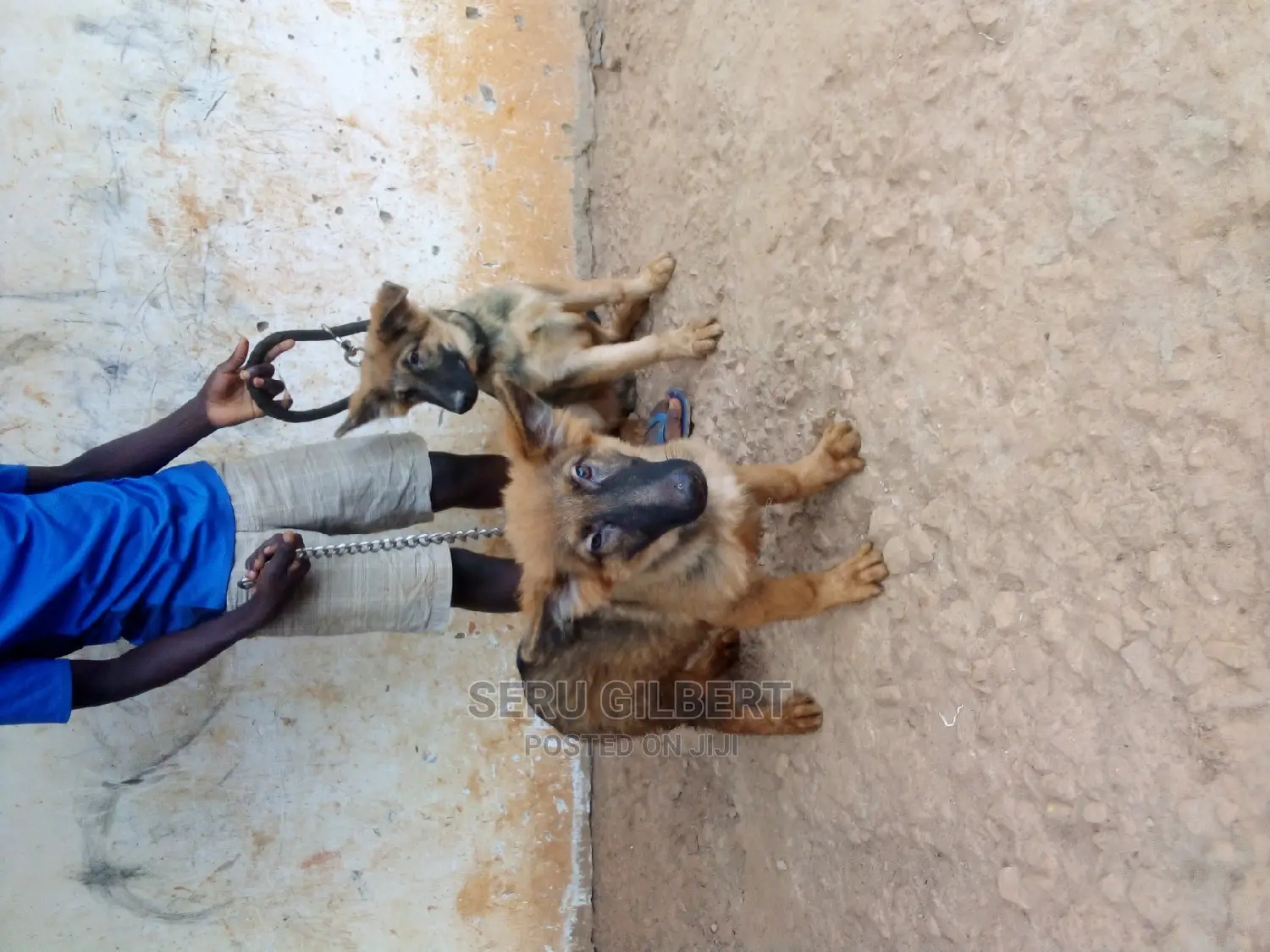 3-6 months Male Purebred German Shepherd