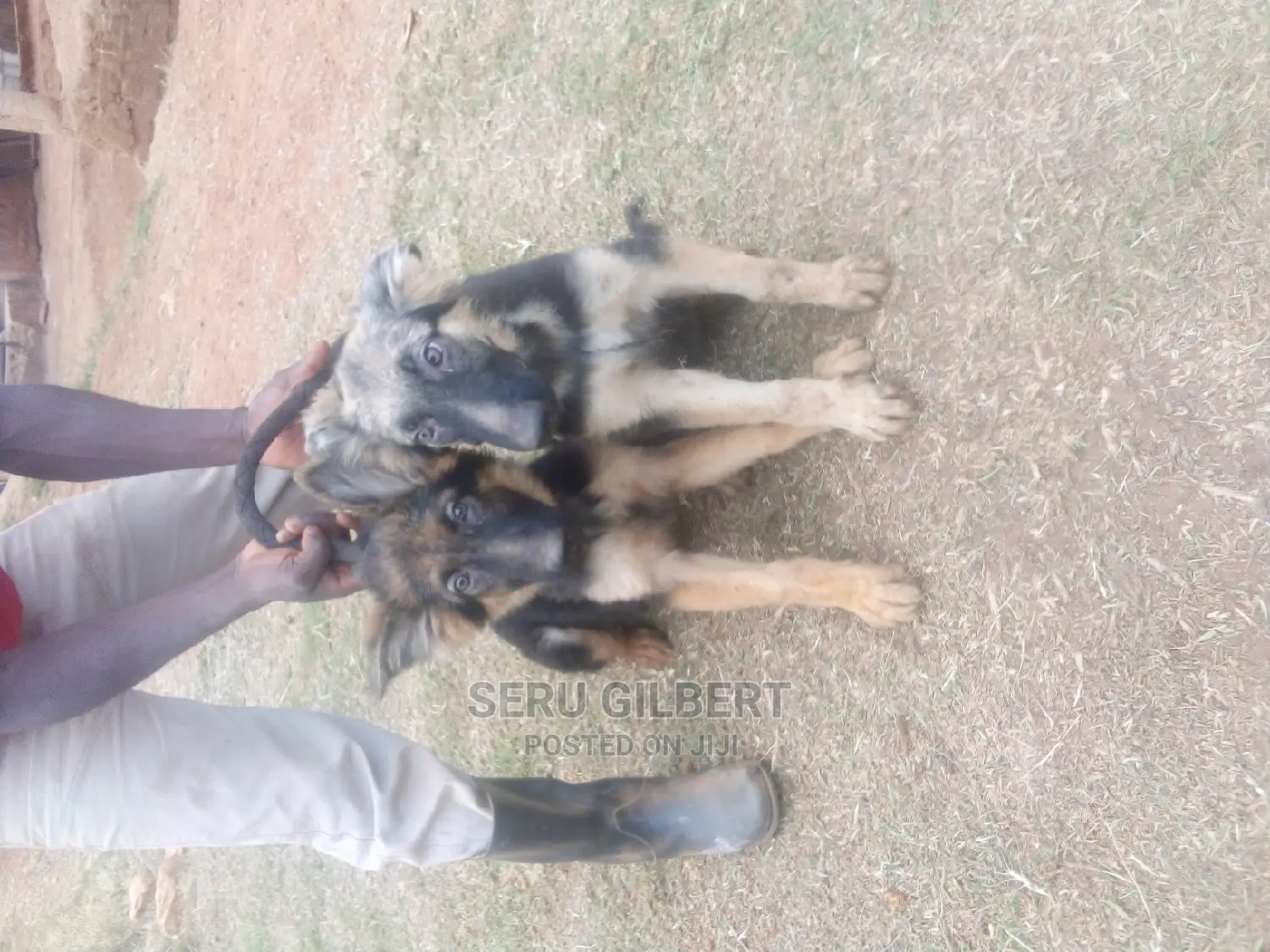 1-3 months Male Purebred German Shepherd