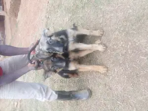 1-3 months Male Purebred German Shepherd