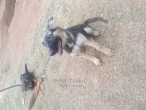 1-3 months Male Purebred German Shepherd