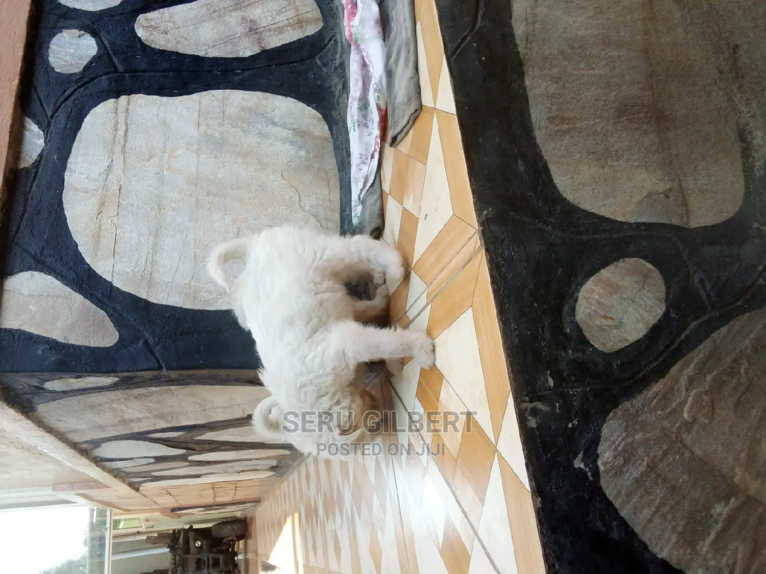 0-1 month Male Purebred Maltese
