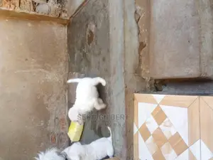 0-1 month Male Purebred Maltese