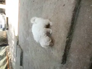Photo - 0-1 month Female Purebred Maltese