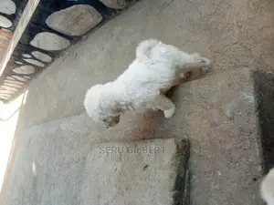 0-1 month Male Purebred Maltese