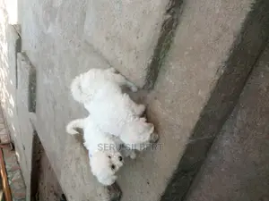 0-1 month Female Purebred Maltese
