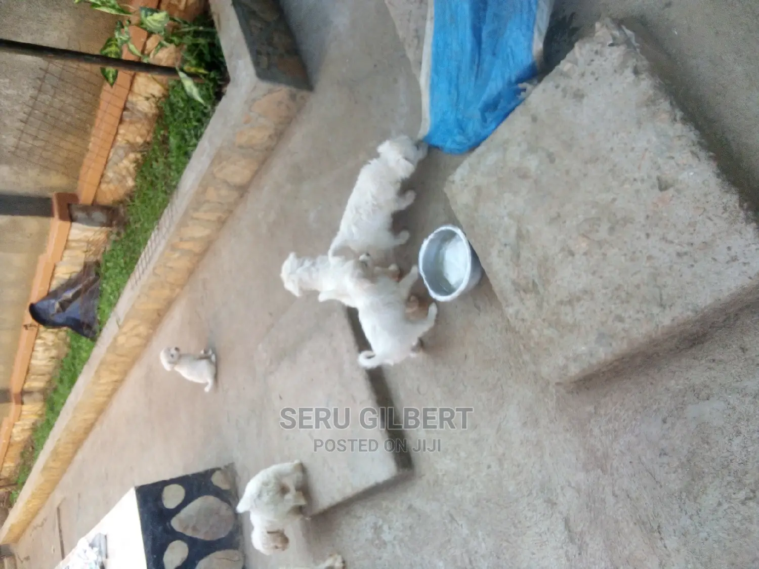 1-3 months Male Purebred Maltese