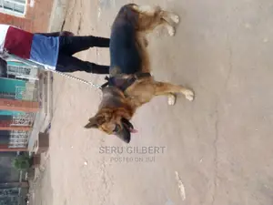 6-12 months Male Purebred German Shepherd