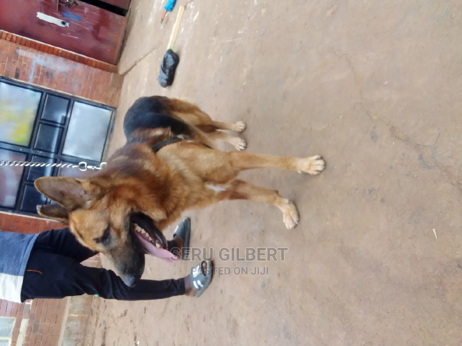 6-12 months Male Purebred German Shepherd