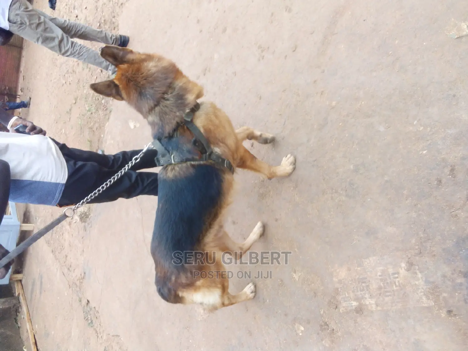 6-12 months Male Purebred German Shepherd