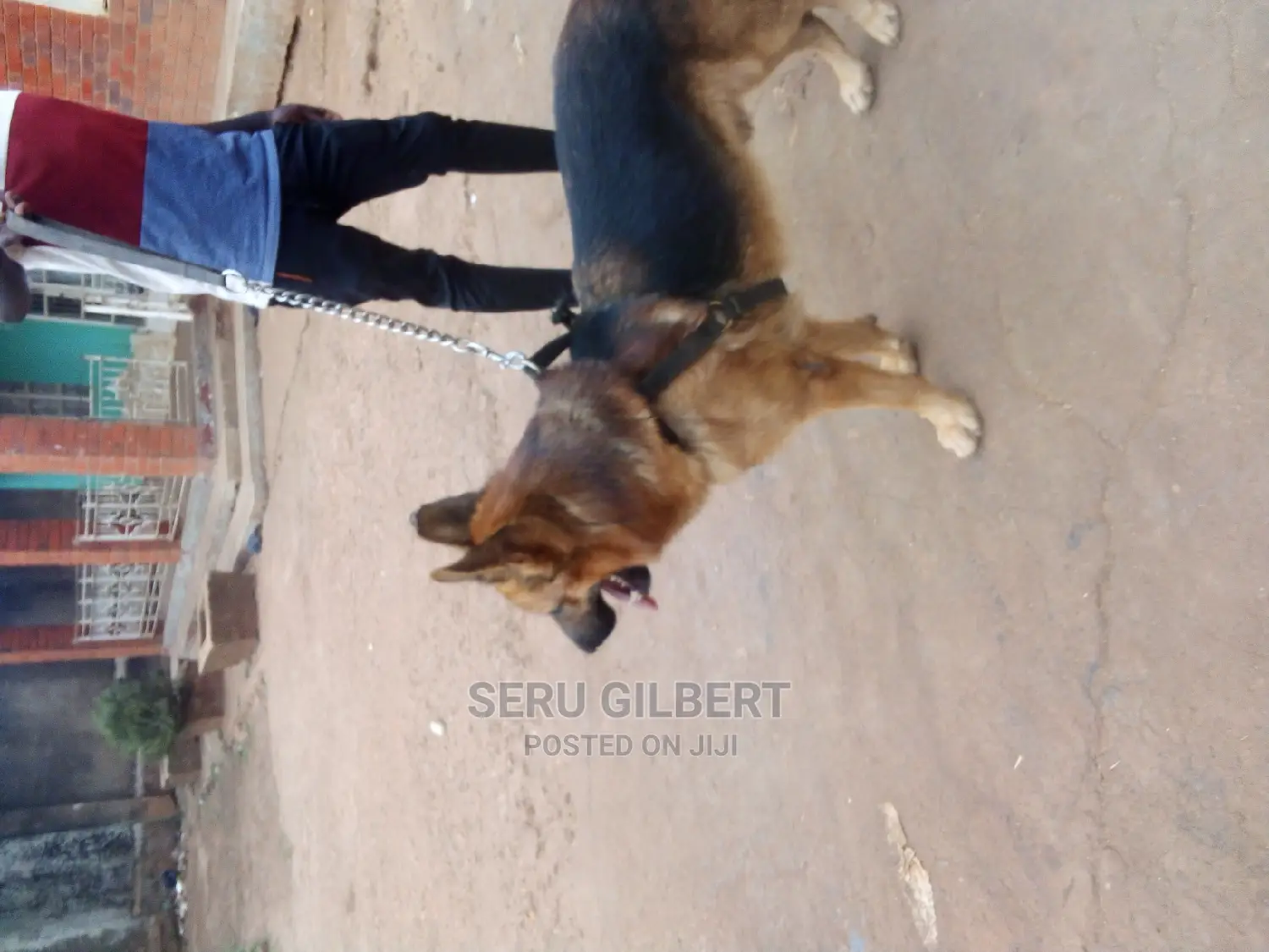 6-12 months Male Purebred German Shepherd