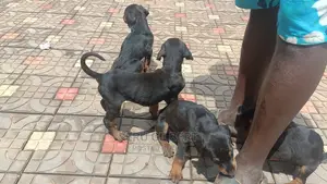 0-1 month Male Purebred Doberman Pinscher