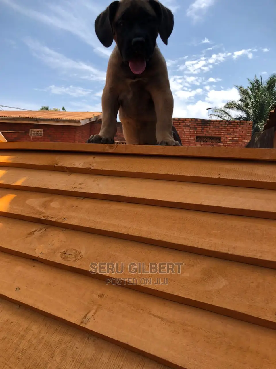 1-3 months Male Purebred Boerboel