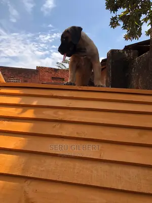 1-3 months Male Purebred Boerboel