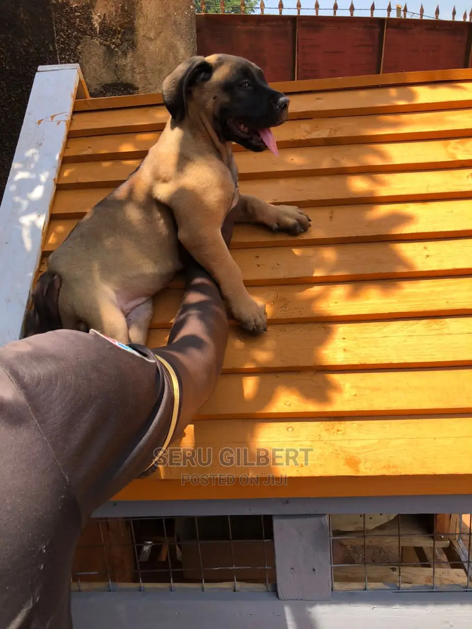 3-6 months Male Purebred Boerboel
