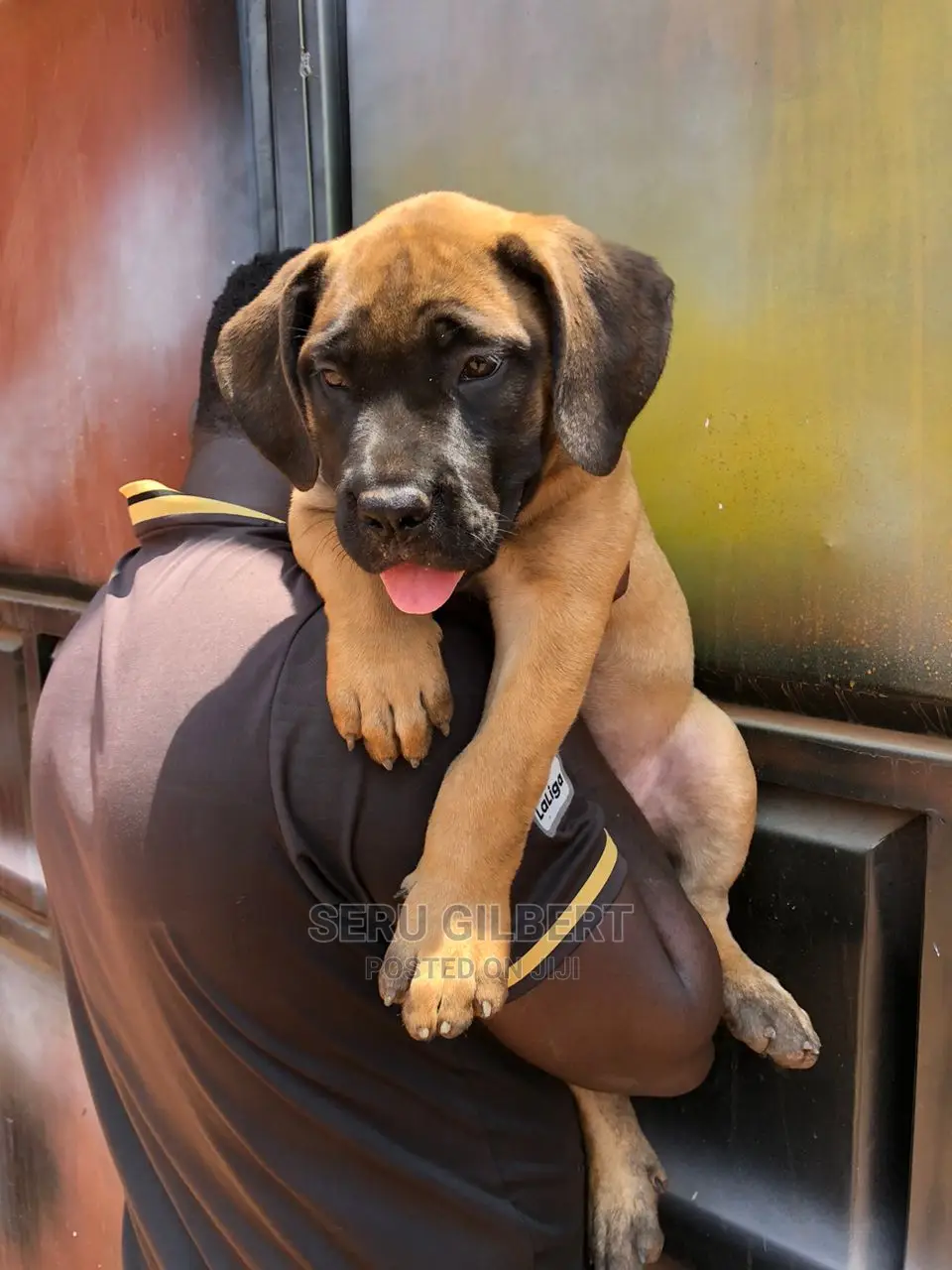 1-3 months Female Purebred Boerboel