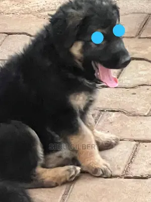 1-3 months Male Purebred German Shepherd