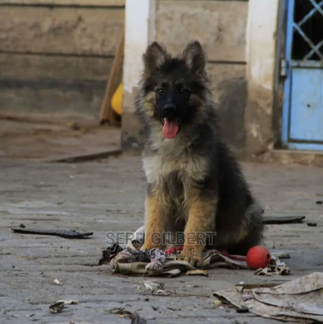 3-6 months Male Purebred German Shepherd