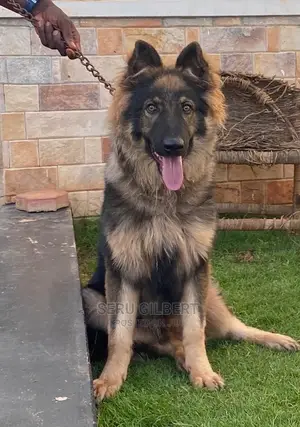 3-6 months Male Purebred German Shepherd