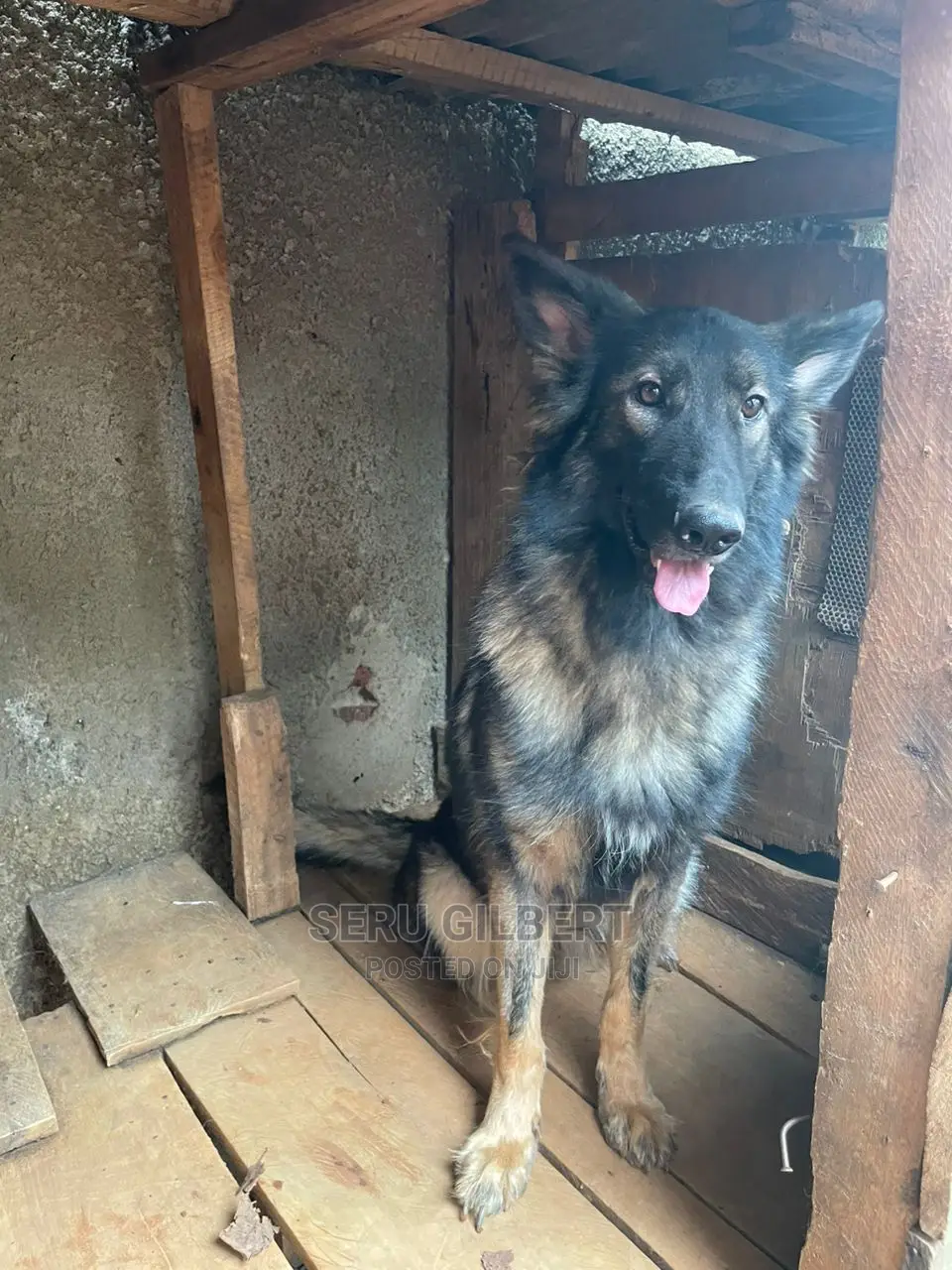 6-12 months Male Purebred German Shepherd