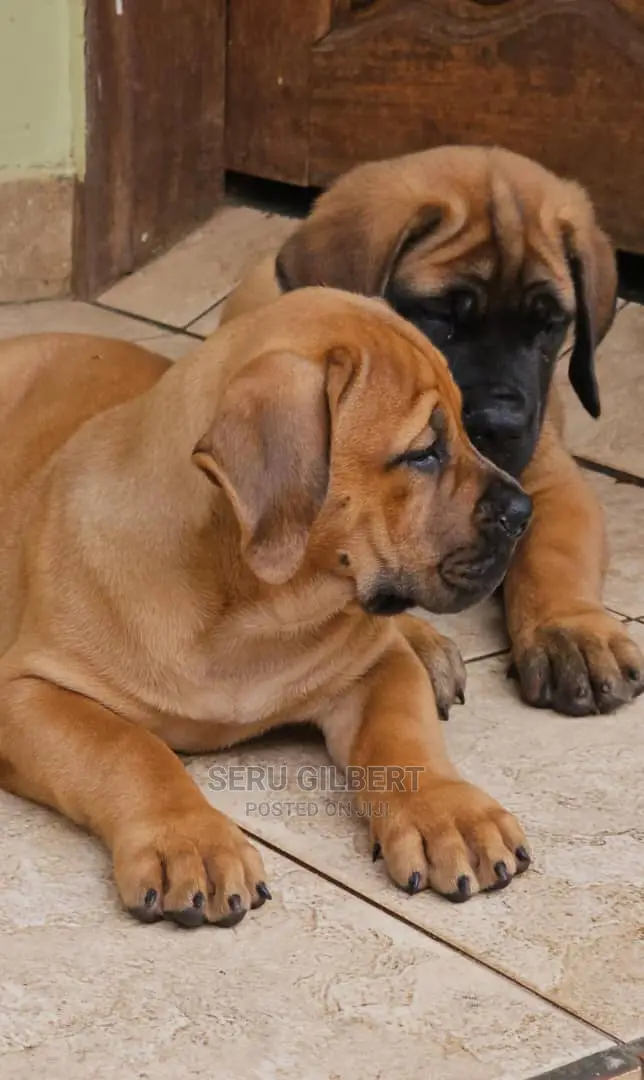 1-3 months Male Purebred Boerboel
