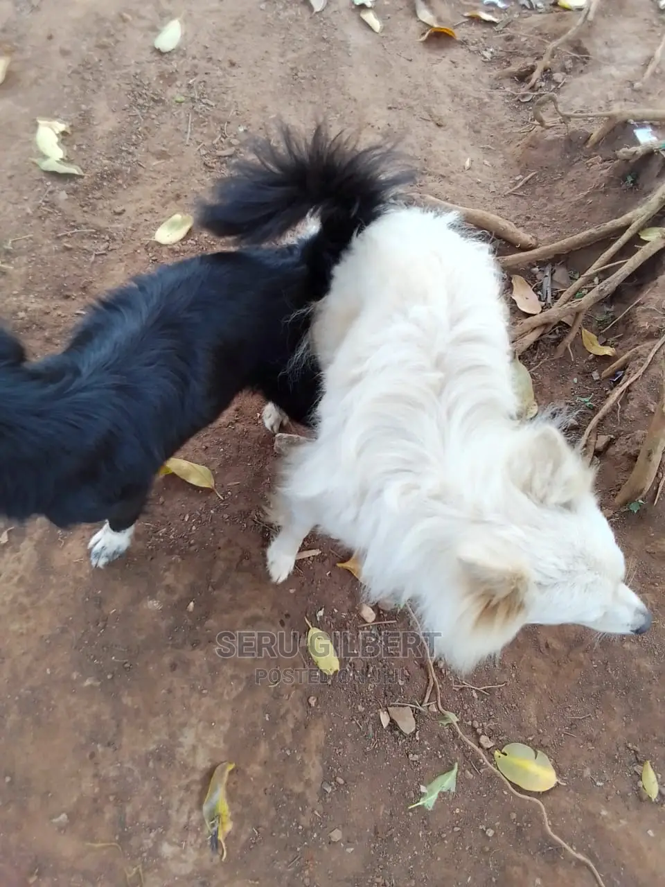 3-6 months Female Purebred Japanese Spitz