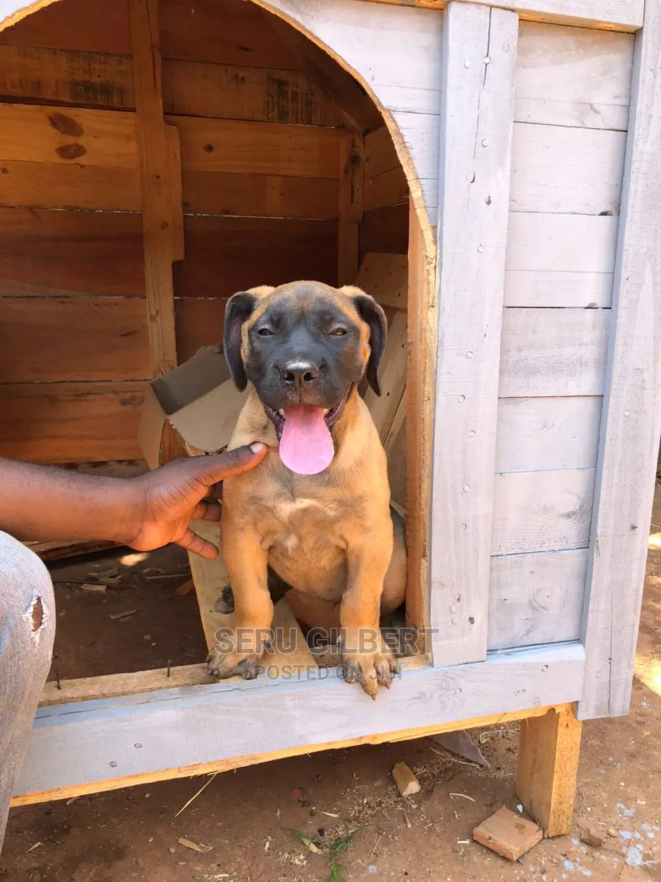 3-6 months Male Purebred Boerboel