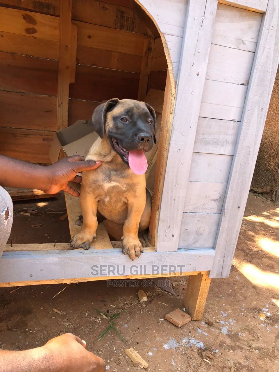 1-3 months Male Purebred Boerboel