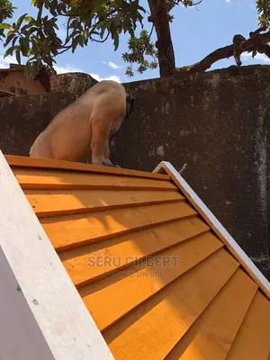 3-6 months Male Purebred Boerboel