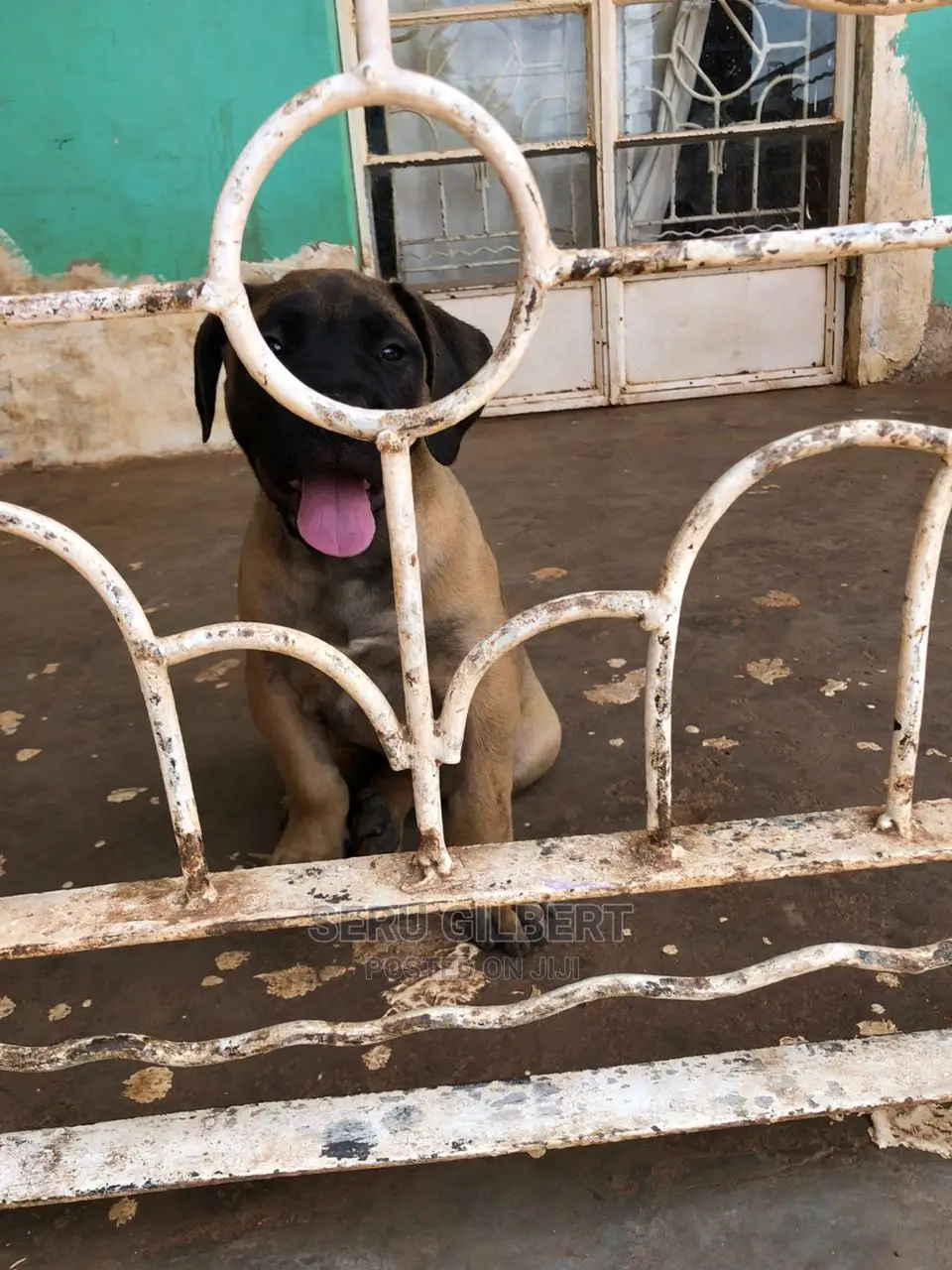 3-6 months Male Purebred Boerboel