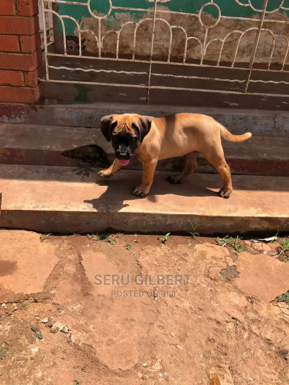 1-3 months Male Purebred Boerboel