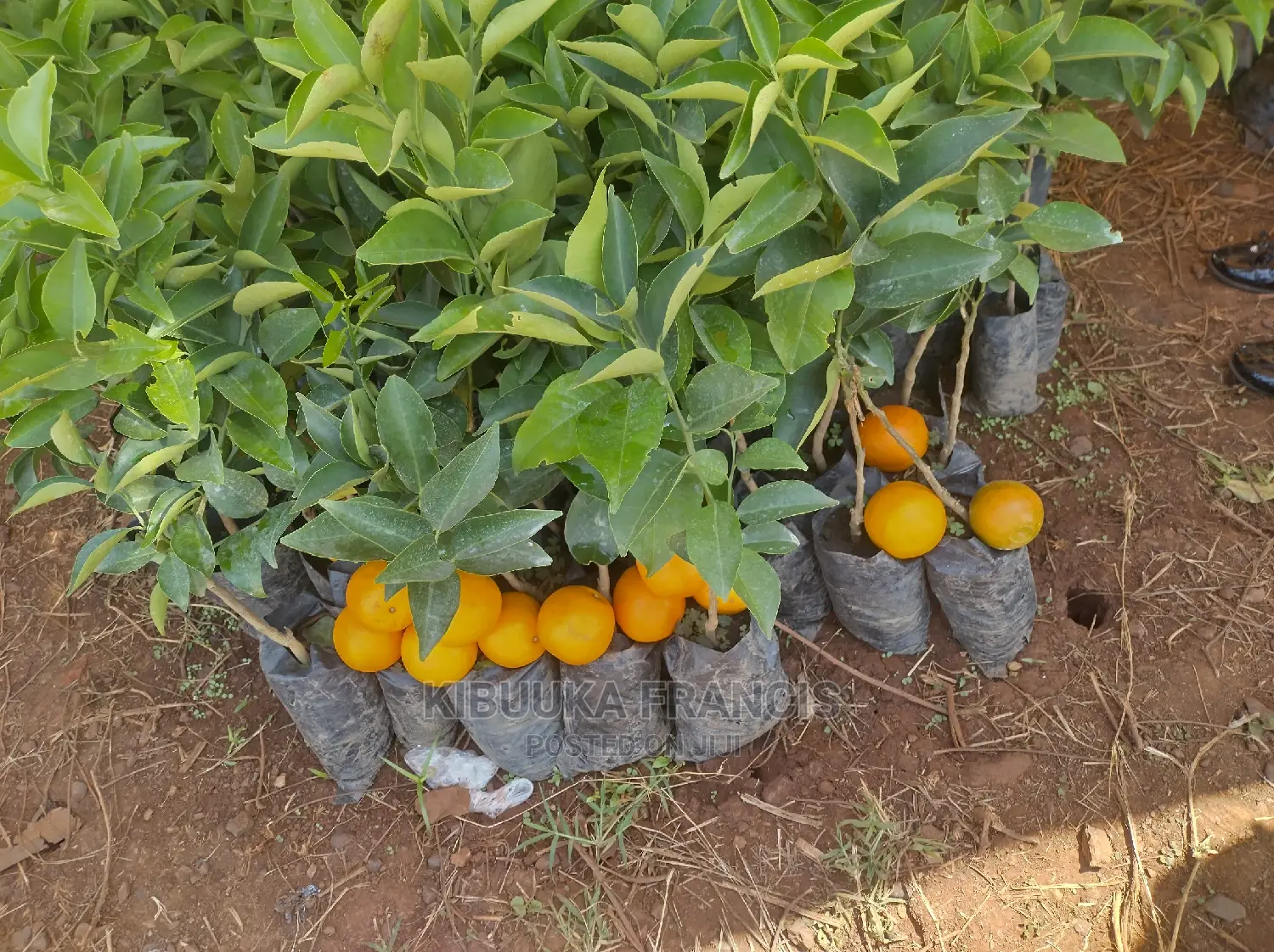 South African Pixie Orange Seedlings for Sale