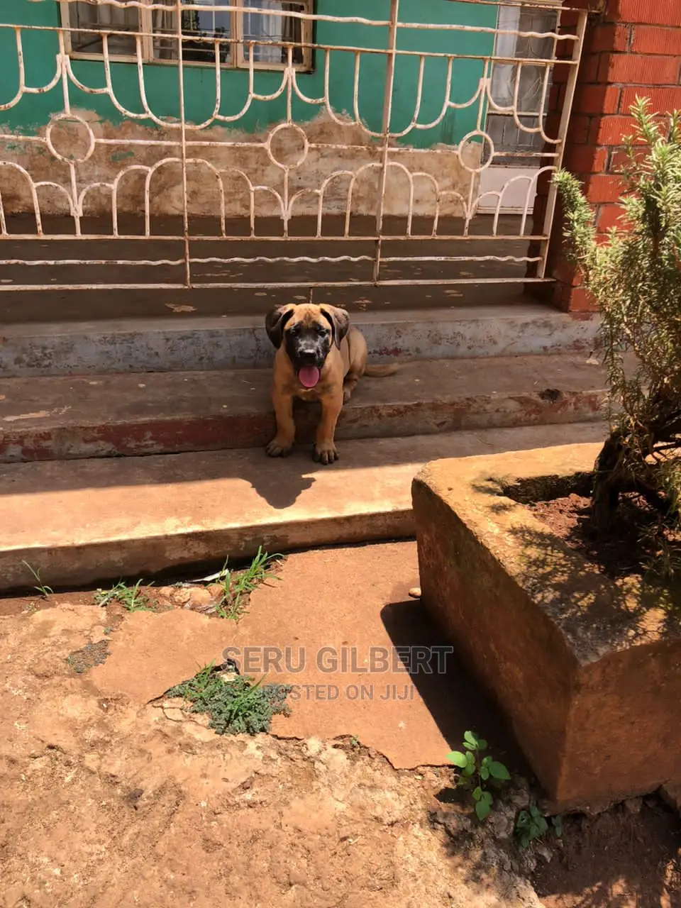 3-6 months Female Purebred Boerboel