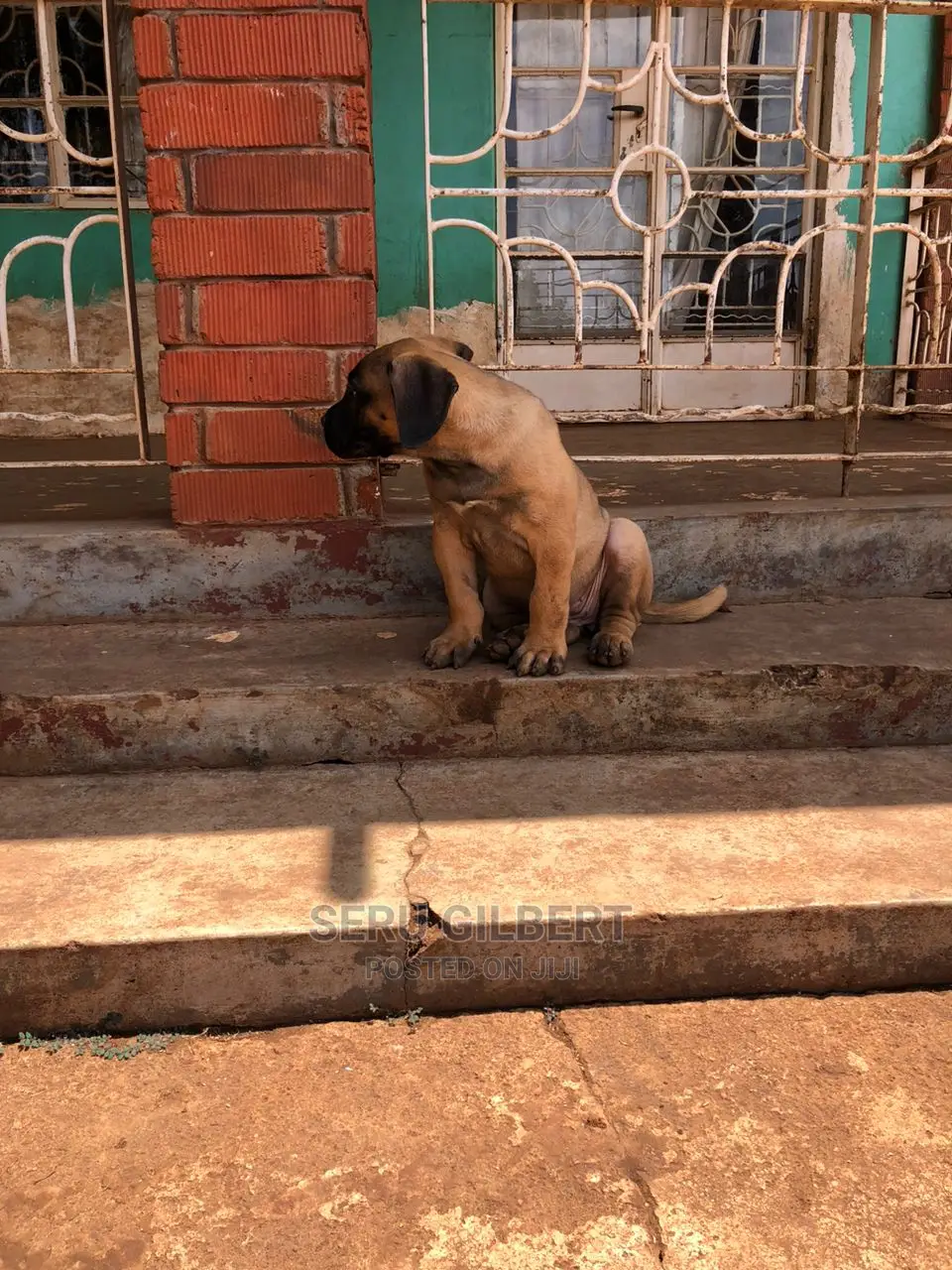 1-3 months Male Purebred Boerboel