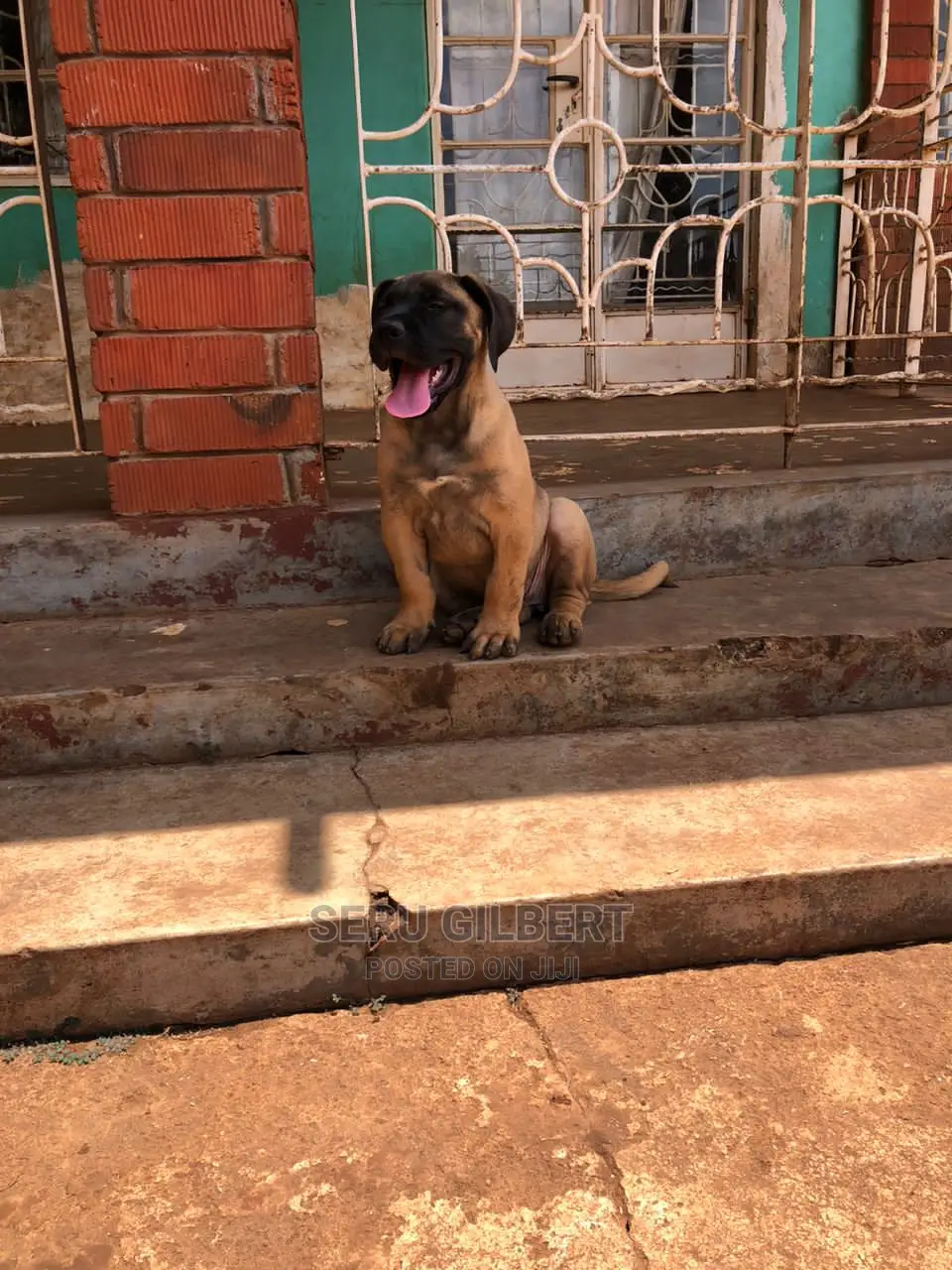 1-3 months Male Purebred Boerboel