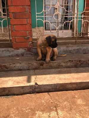 3-6 months Female Purebred Boerboel