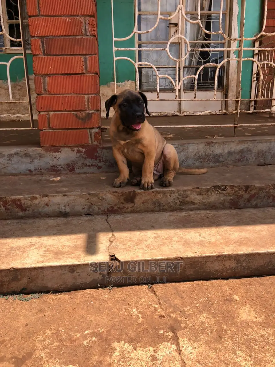 3-6 months Male Purebred Boerboel