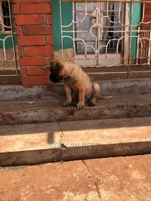 6-12 months Male Purebred Boerboel