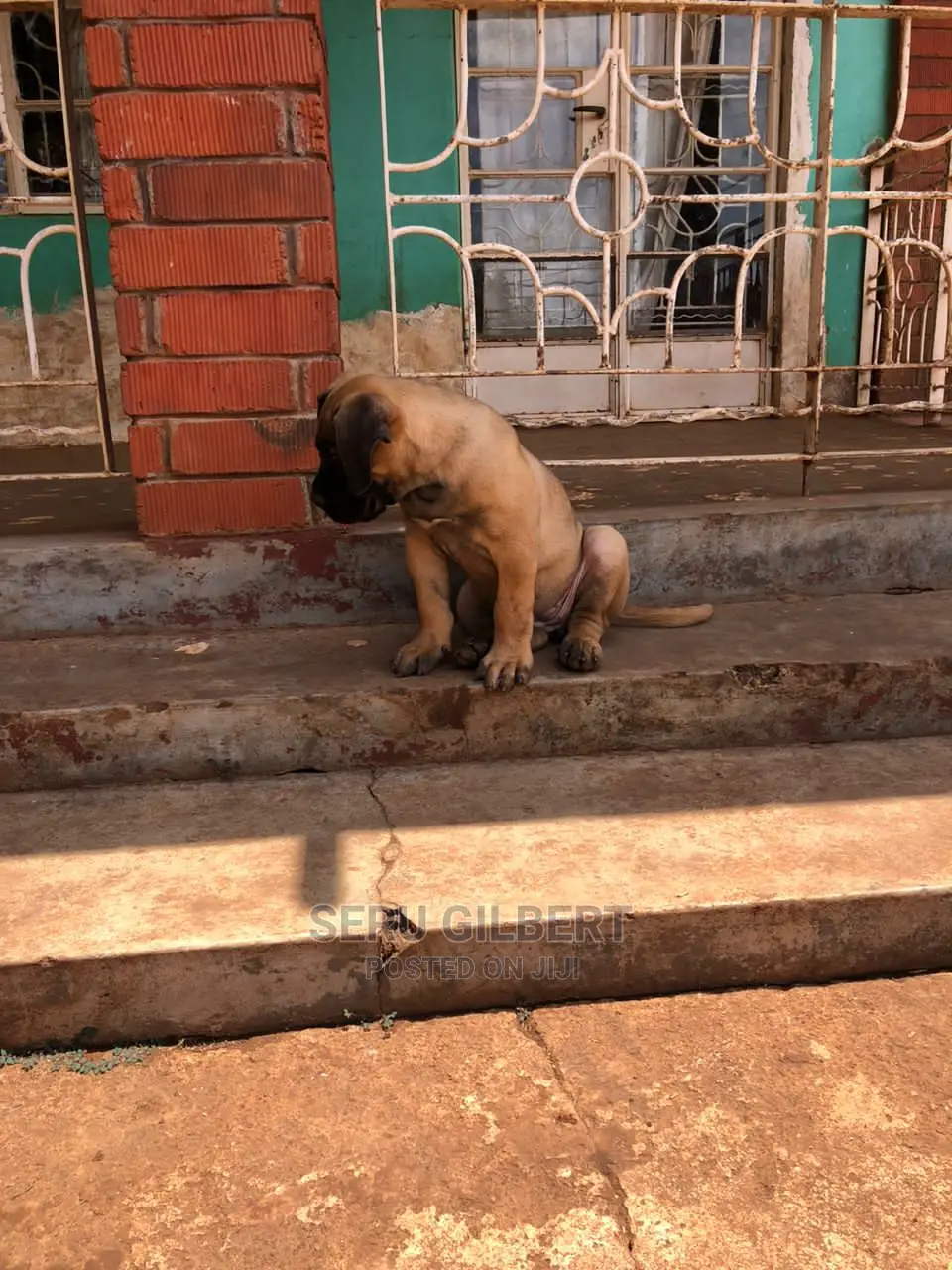 6-12 months Male Purebred Boerboel