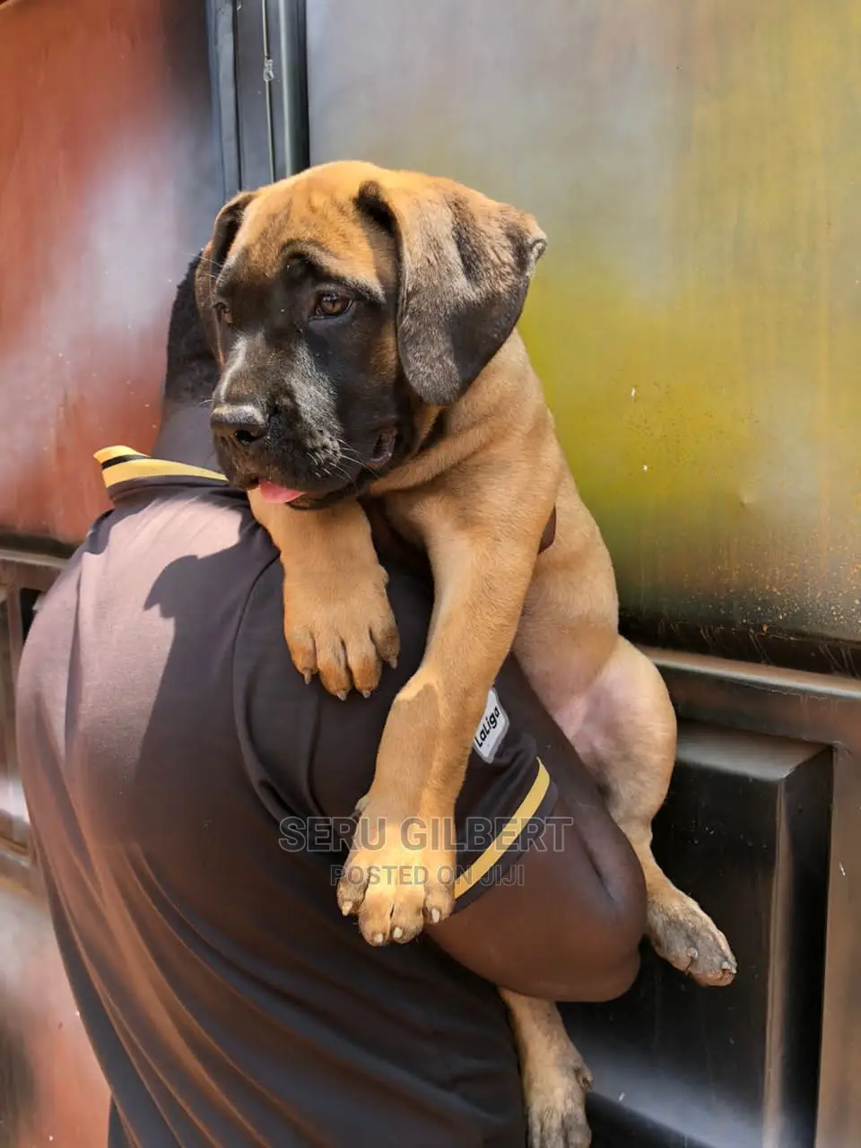 0-1 month Male Purebred Boerboel