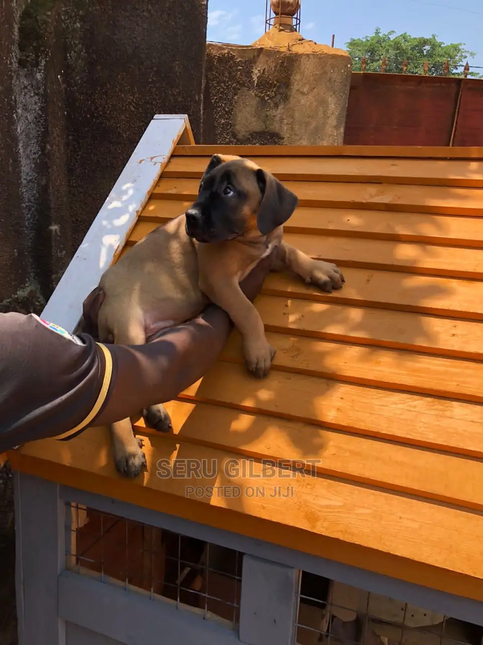 1-3 months Male Purebred Boerboel
