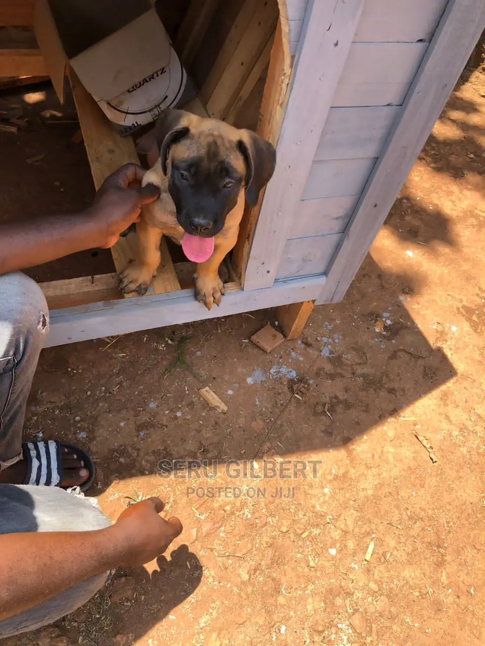 3-6 months Male Purebred Boerboel